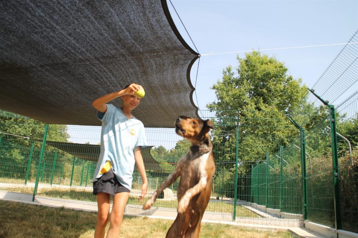 Koska - Chien à adopter - photo 8