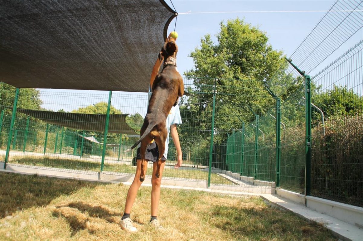 Koska - Chien à adopter - photo 9