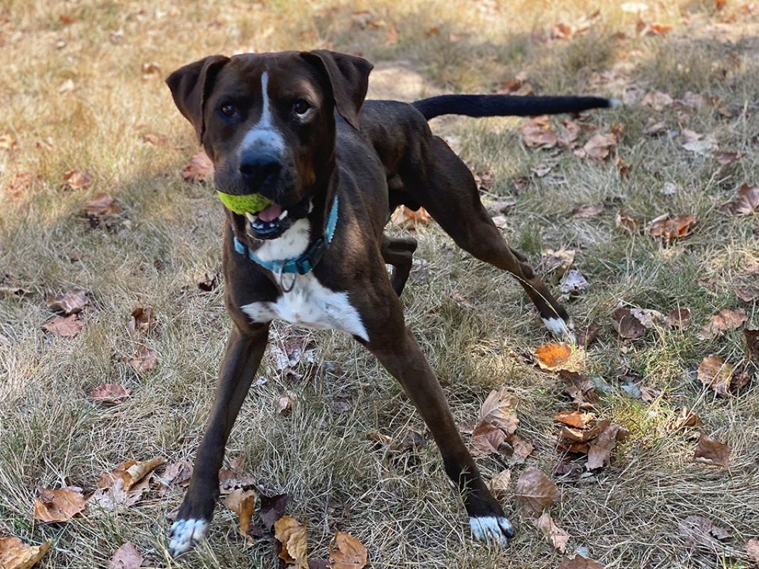 Koska - Chien à adopter - photo 10