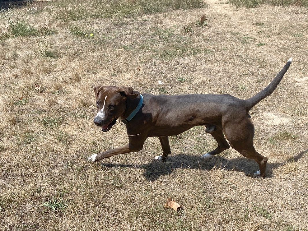 Koska - Chien à adopter - photo 11