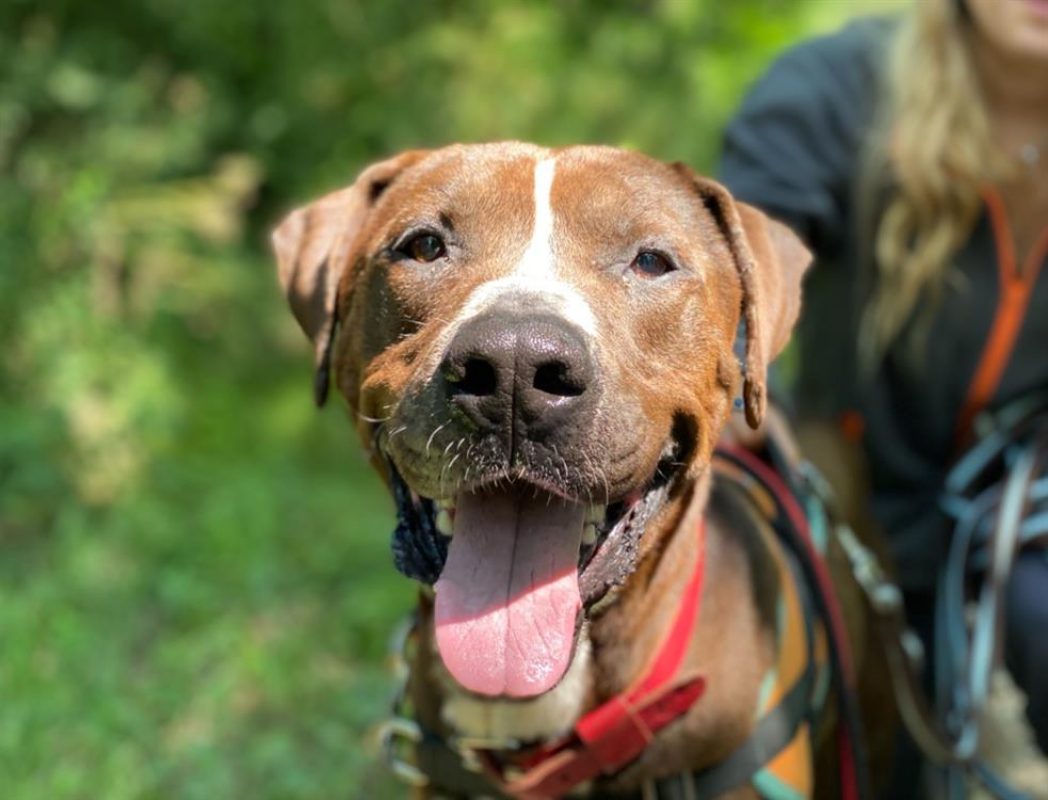 Koska - Chien à adopter - photo 12