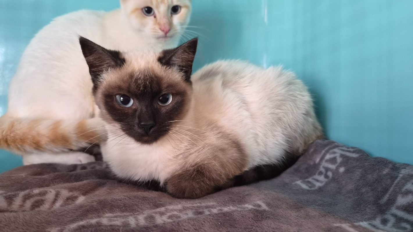Cersei - Chat Européen à adopter
