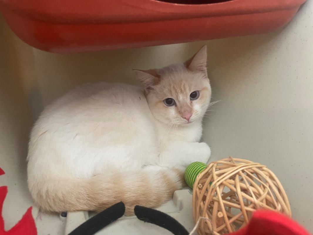 Tommen - Chat Européen à adopter