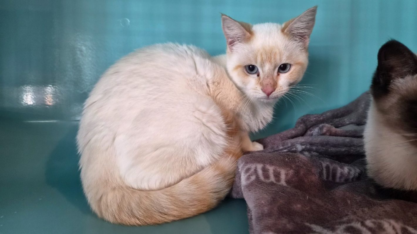 Tommen - Chat Européen à adopter - photo 2
