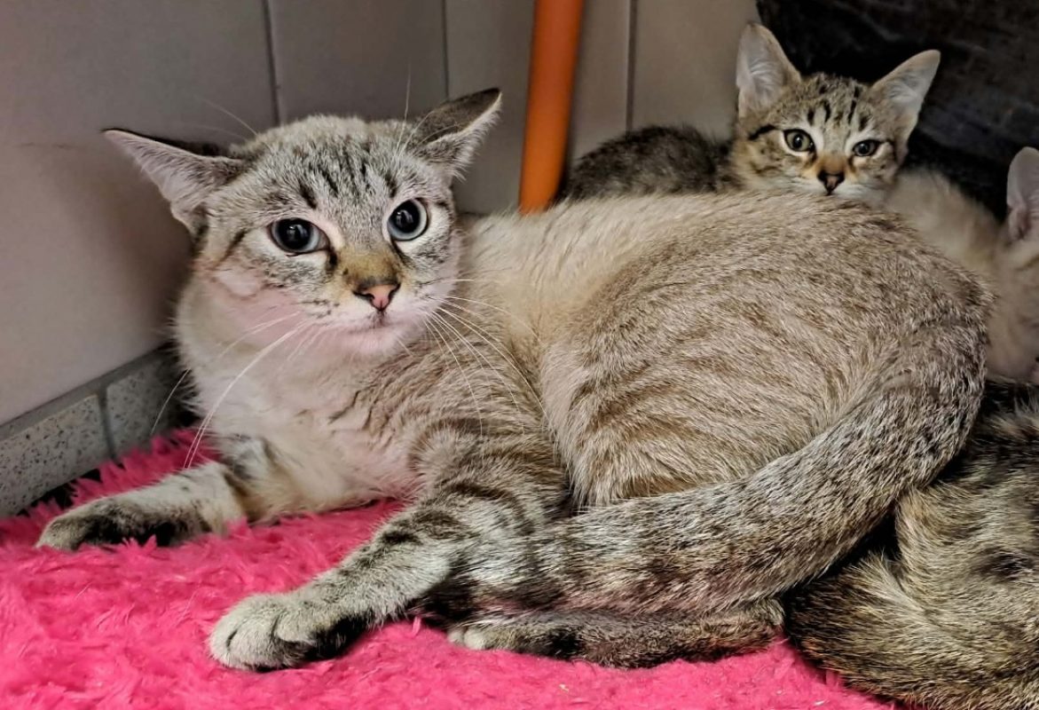 Sanaa - Chat Européen à adopter