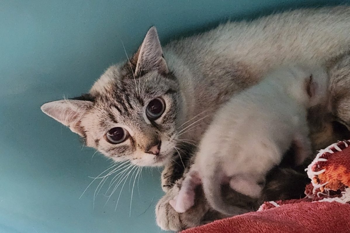 Sanaa - Chat Européen à adopter - photo 3