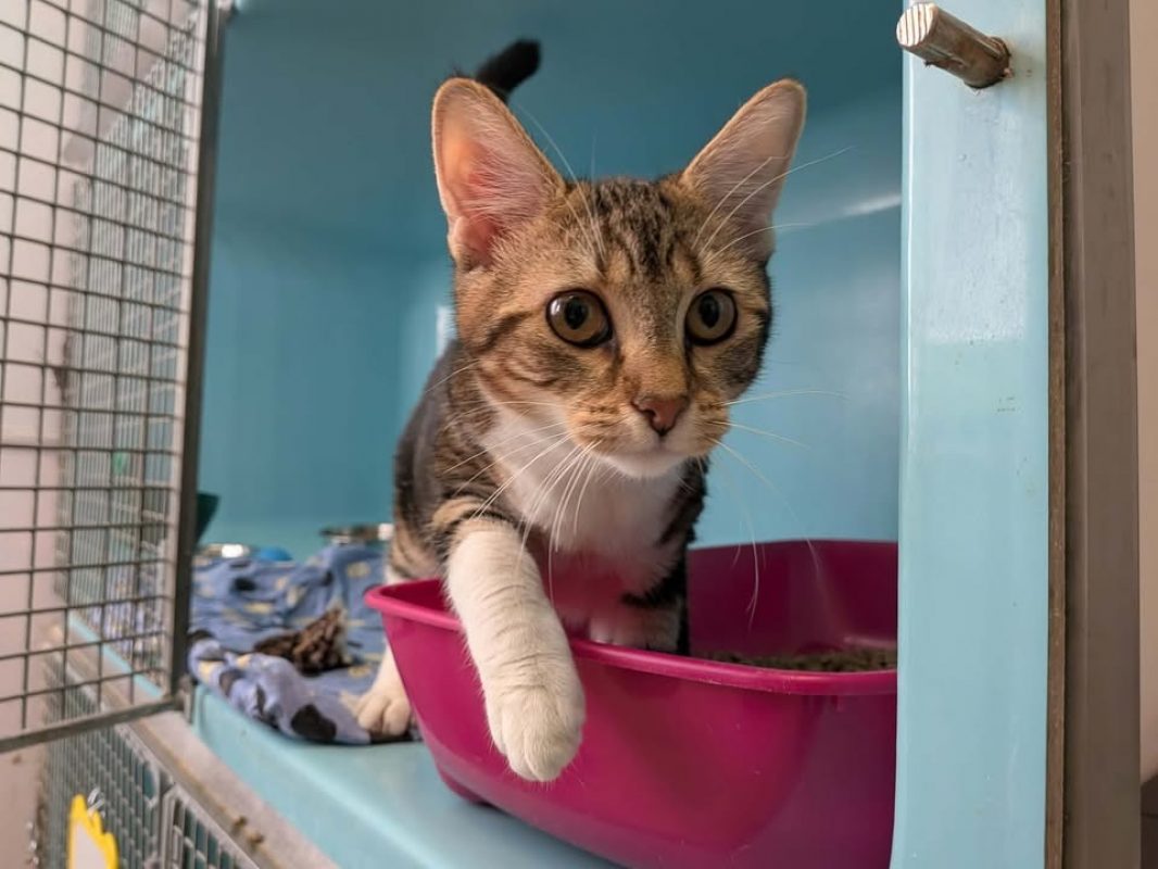 Michonne - Chat Européen à adopter