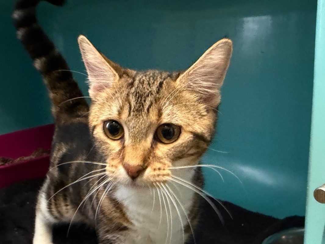 Michonne - Chat Européen à adopter - photo 2