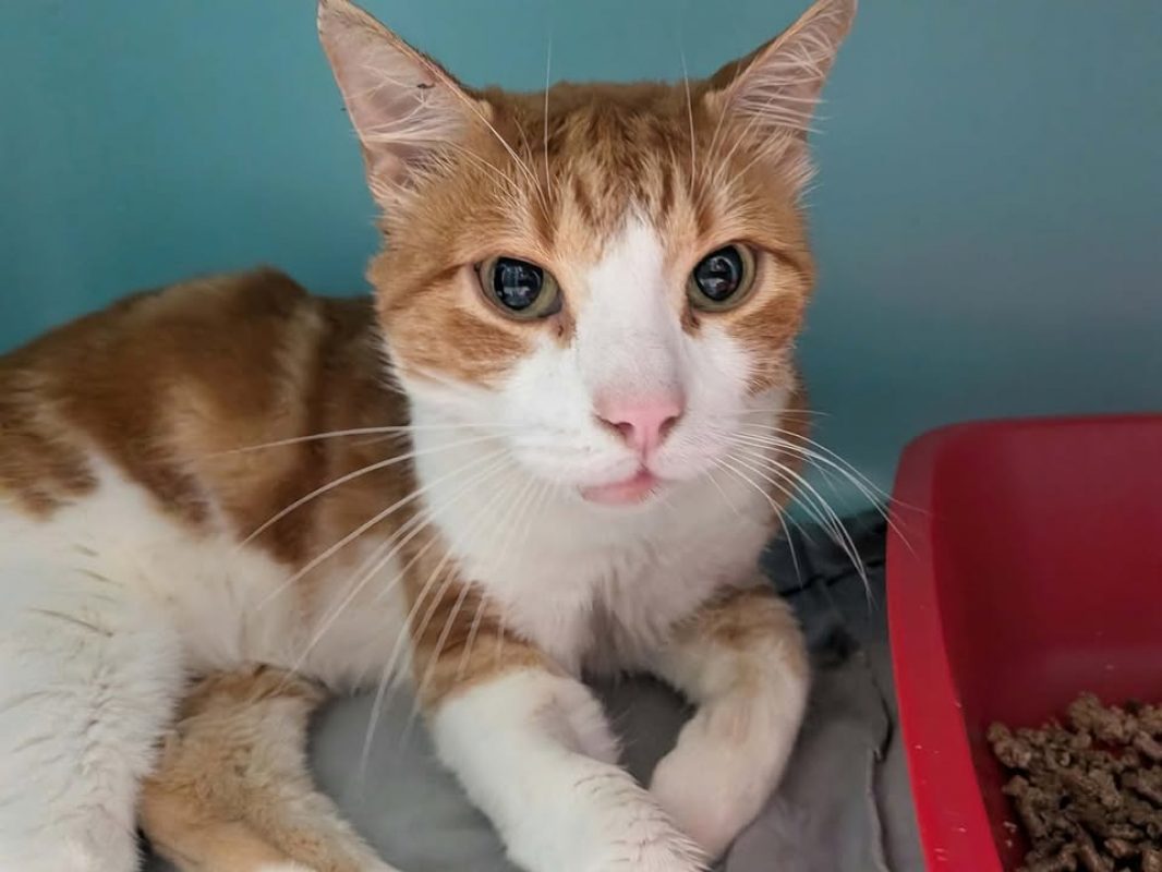 Jacky - Chat Européen à adopter