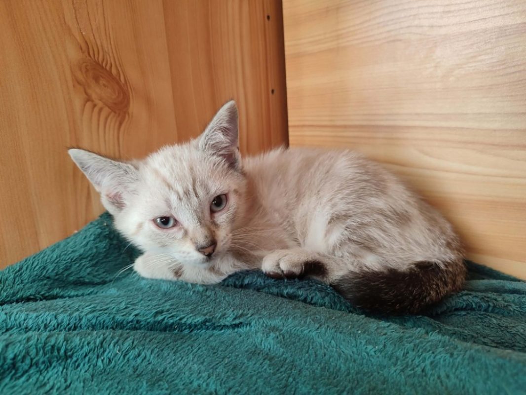 Mexico - Chat Européen à adopter