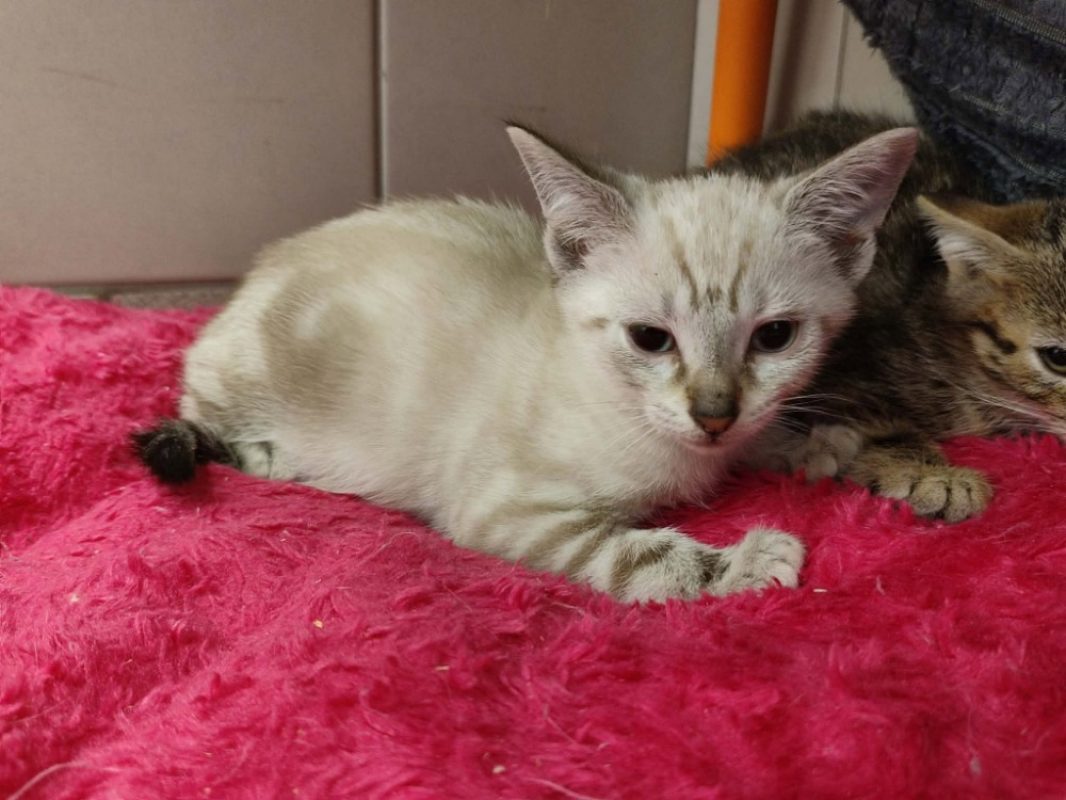 Mexico - Chat Européen à adopter - photo 2