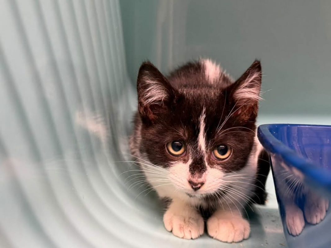 Bill - Chat Européen à adopter