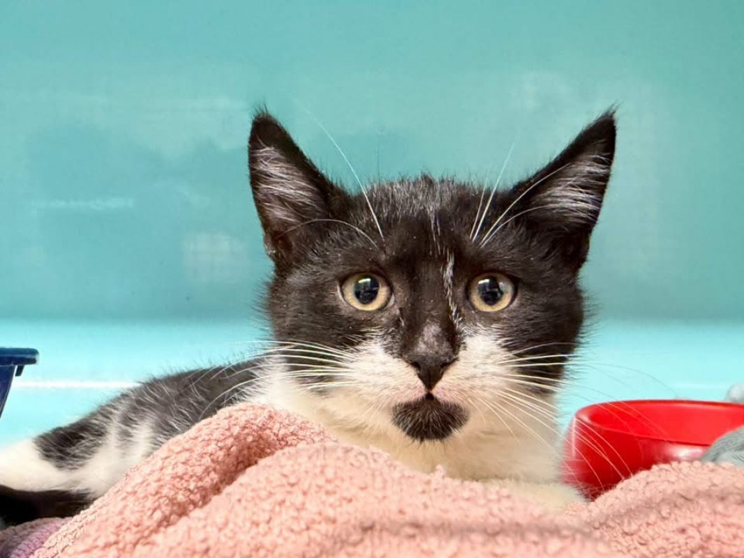 Boule - Chat Européen à adopter