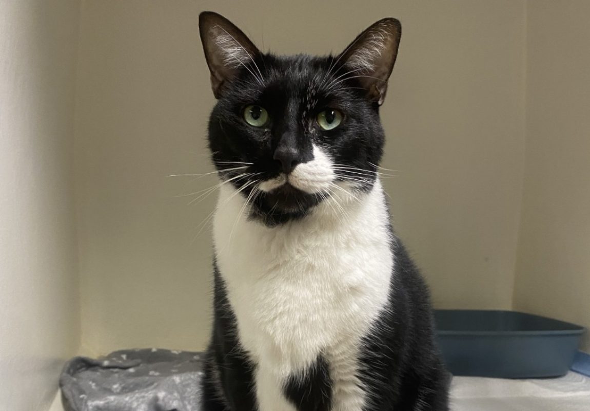 Oliver - Chat Européen à adopter