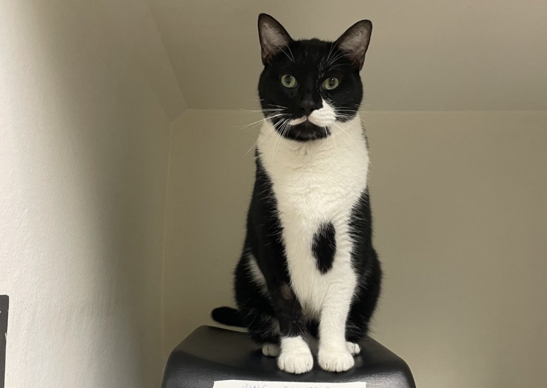 Oliver - Chat Européen à adopter - photo 3
