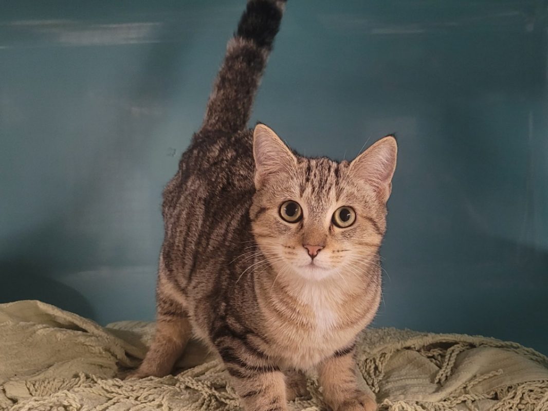 Zeus - Chat Européen à adopter