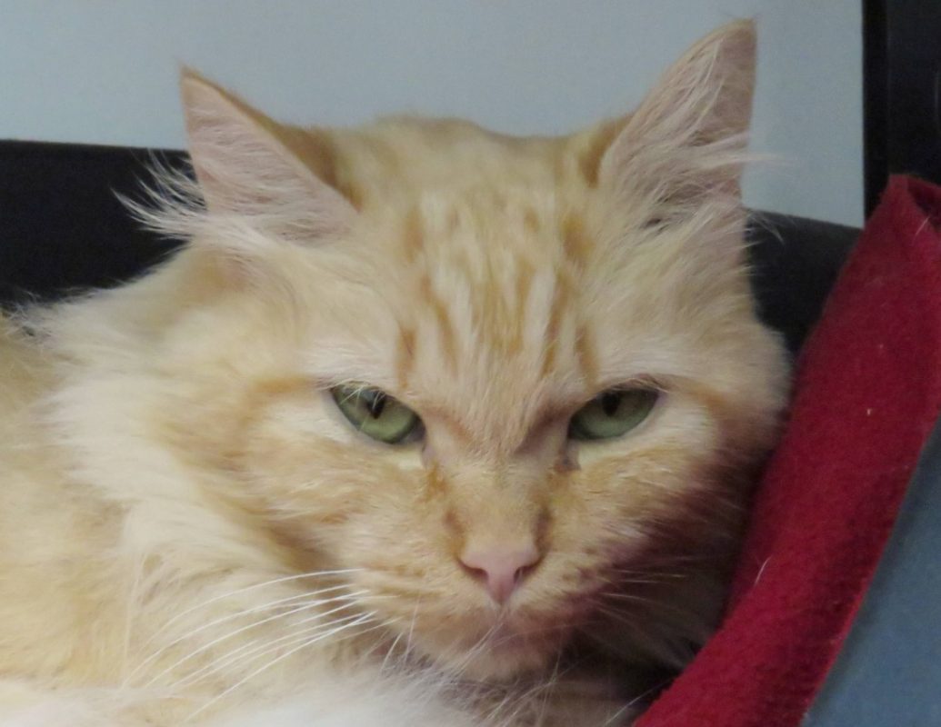 Athena - Chat Européen à adopter