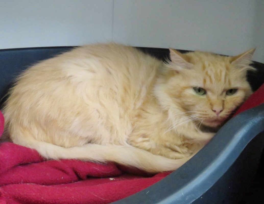 Athena - Chat Européen à adopter - photo 2