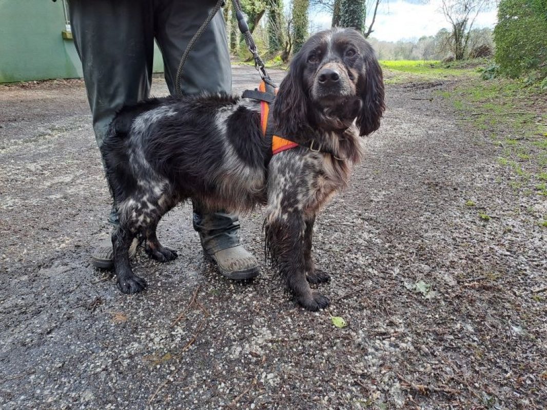 Babar - Chien English-Springer-Spaniel à adopter