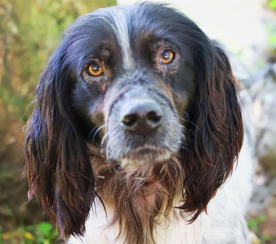 Babar - Chien English-Springer-Spaniel à adopter - photo 2