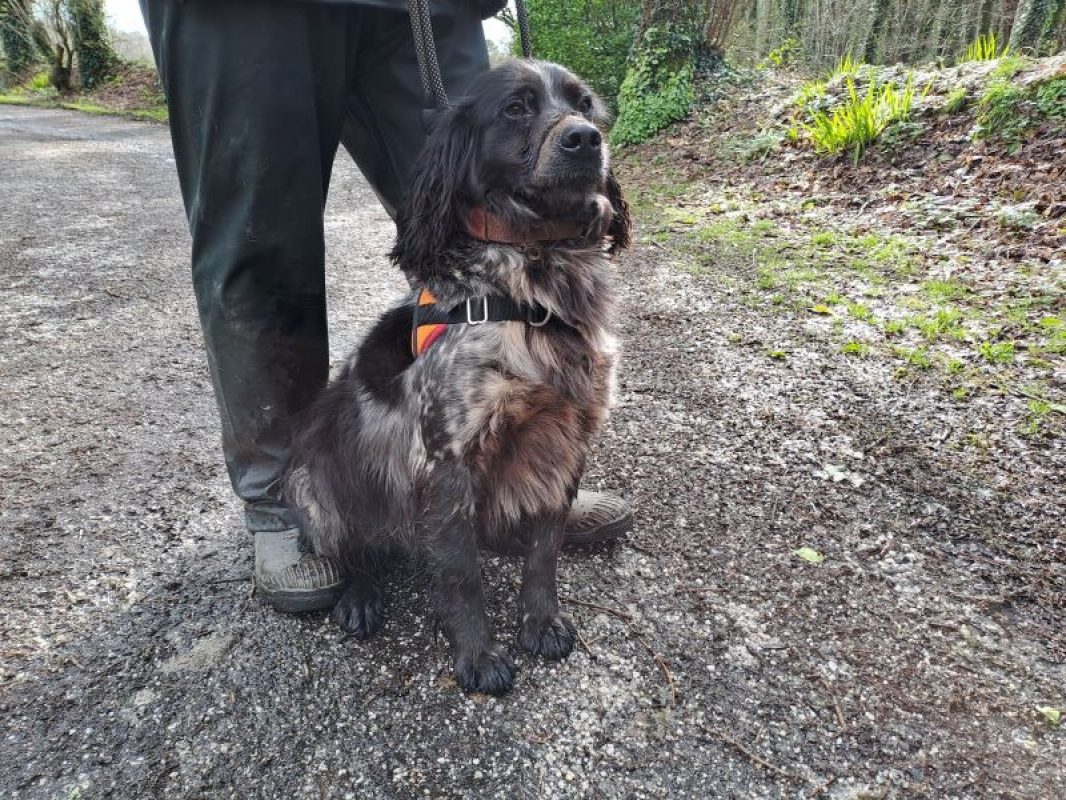 Babar - Chien English-Springer-Spaniel à adopter - photo 3