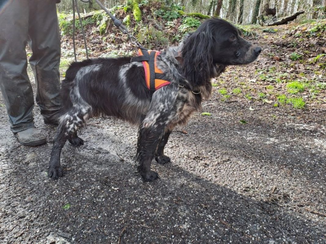 Babar - Chien English-Springer-Spaniel à adopter - photo 4