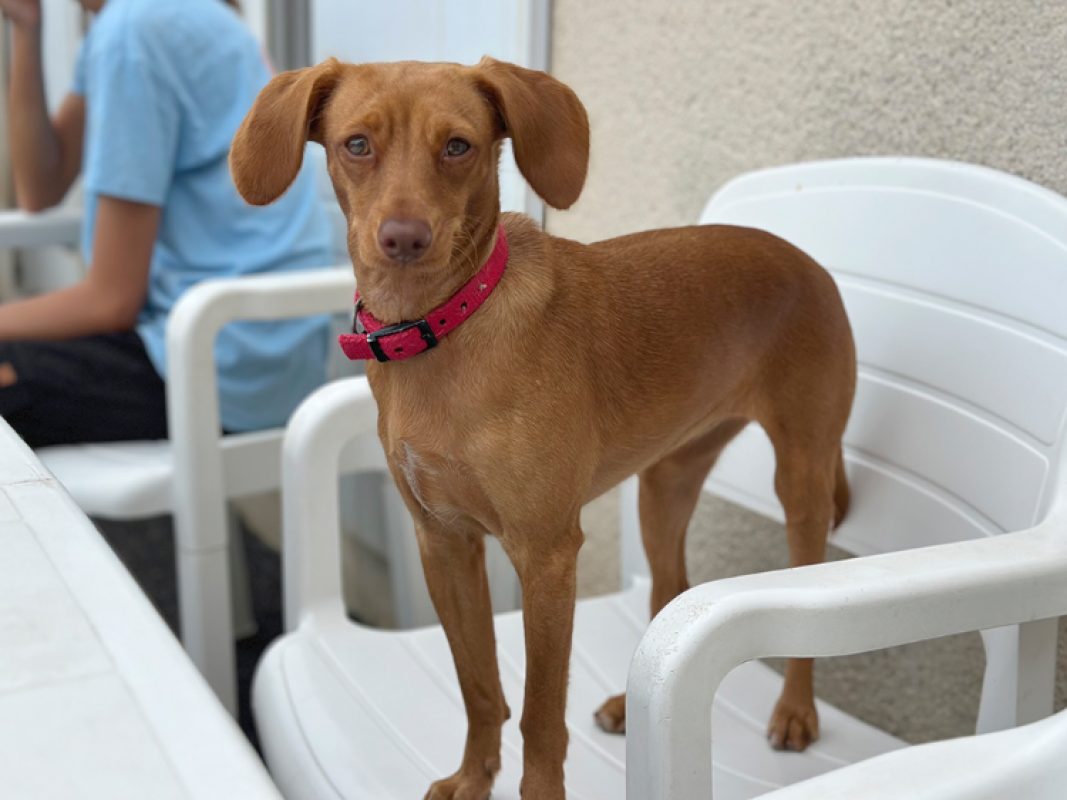 Zooble - Chien à adopter