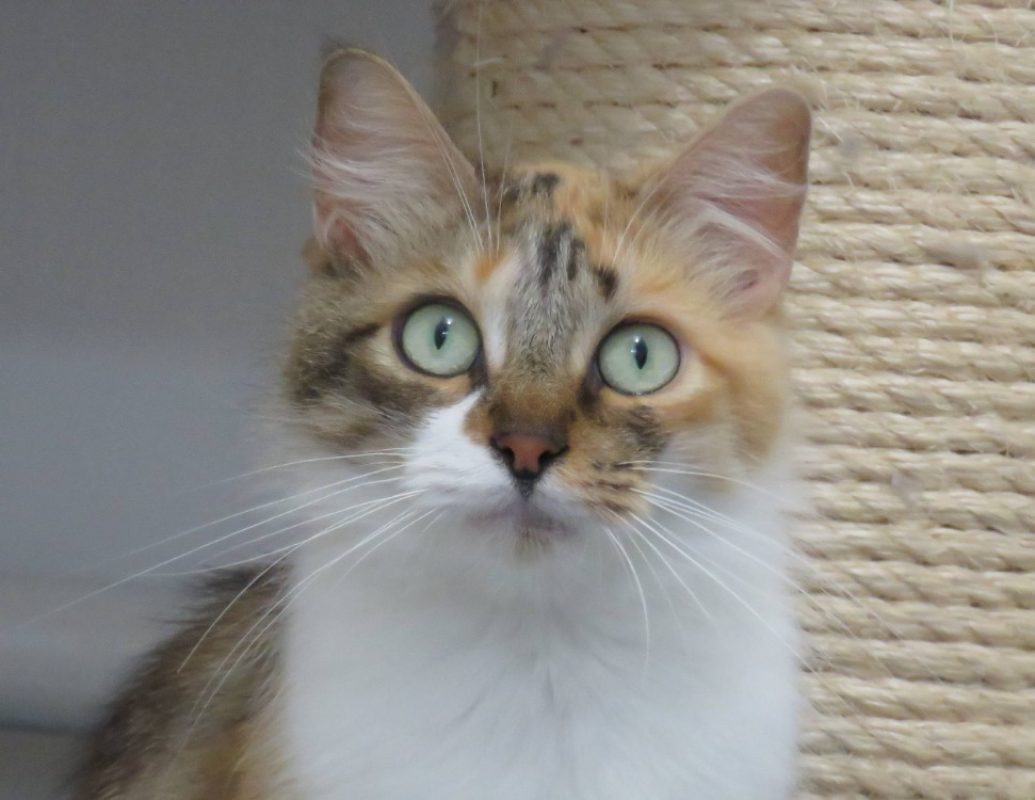 Artemis - Chat Européen à adopter