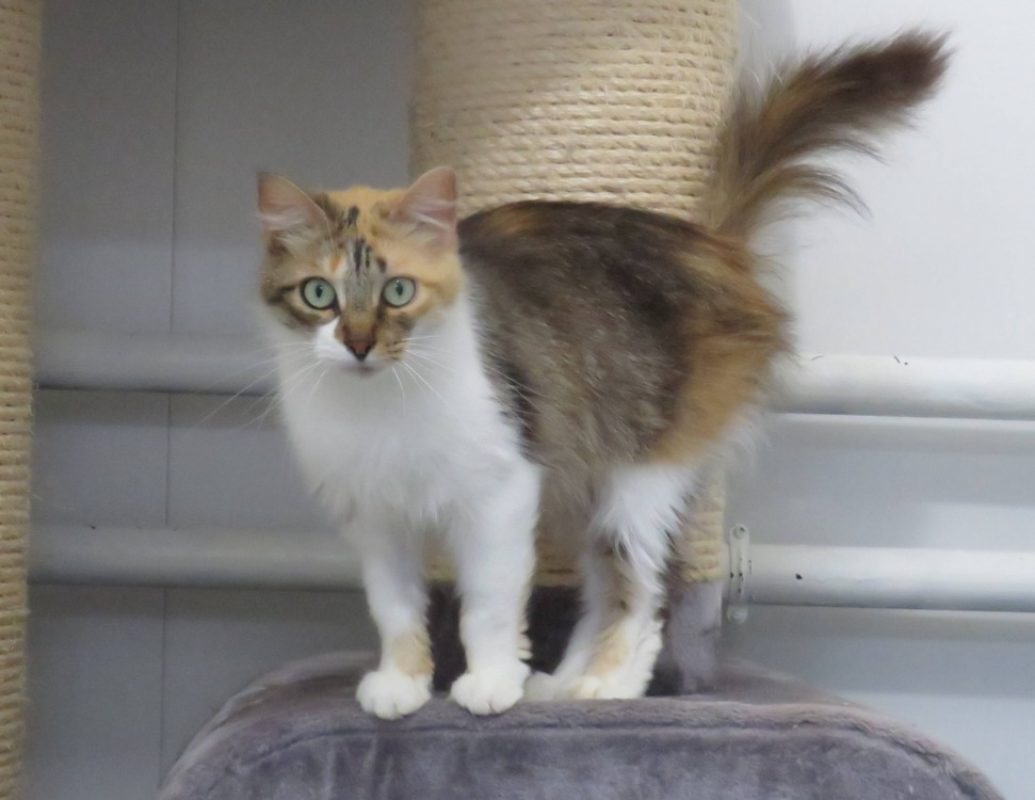 Artemis - Chat Européen à adopter - photo 2