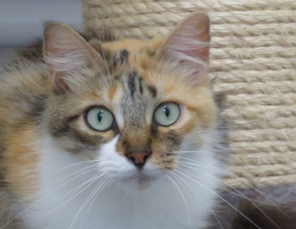 Artemis - Chat Européen à adopter - photo 3