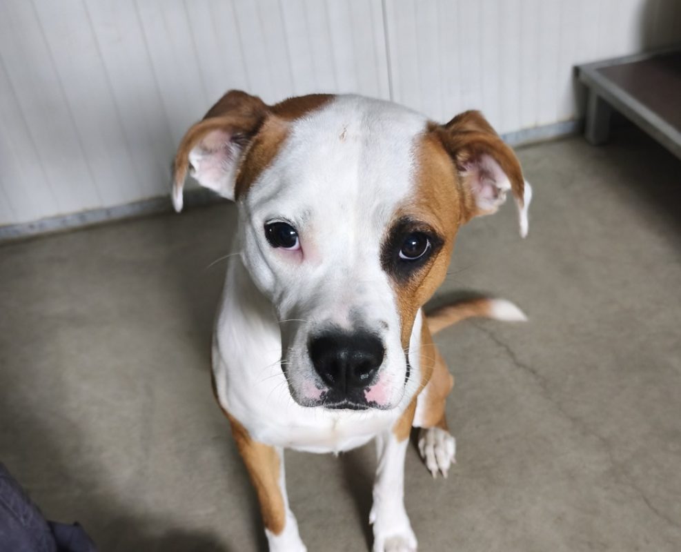 Noccia - Chien à adopter