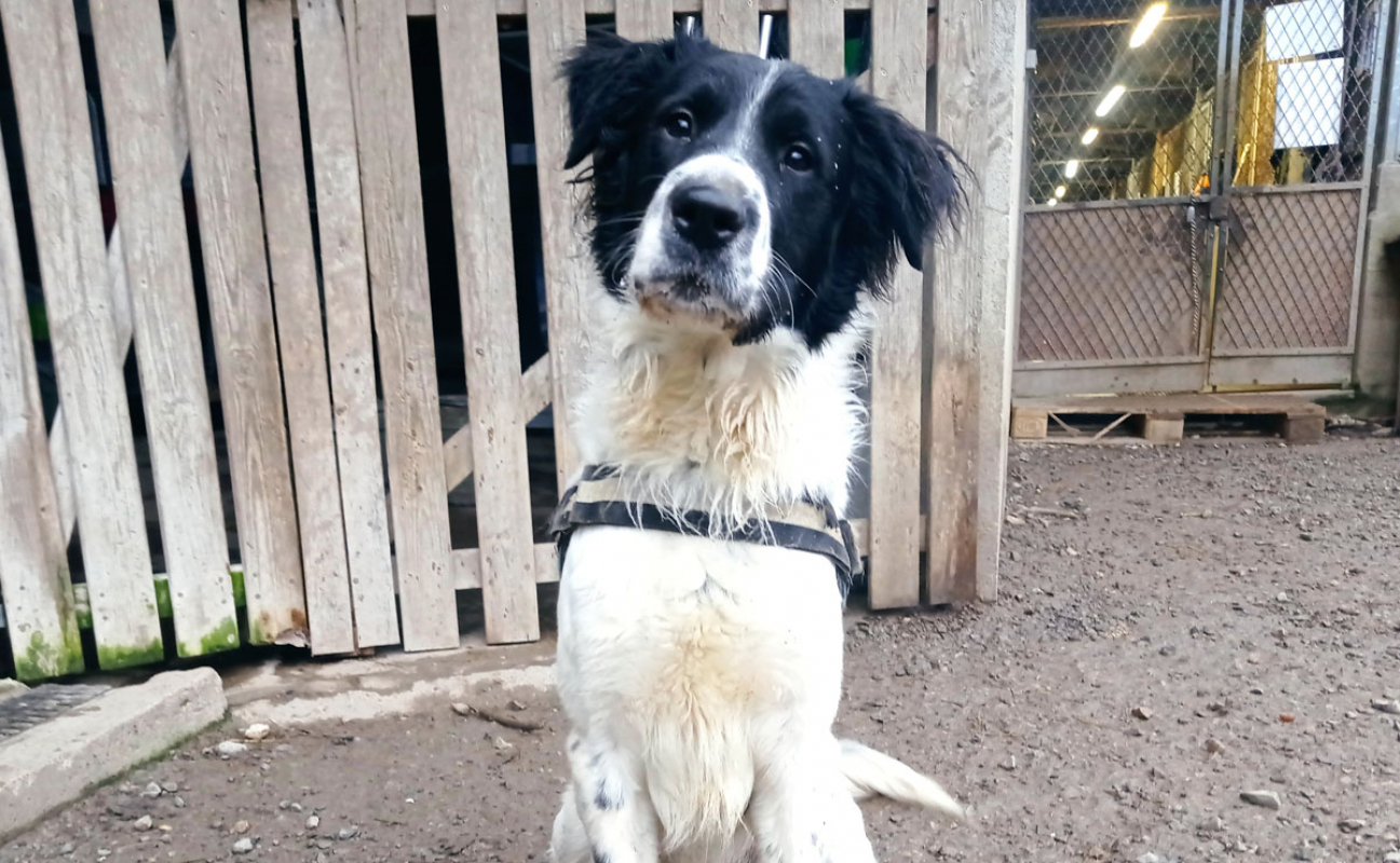 Photo #2 de Cailloux