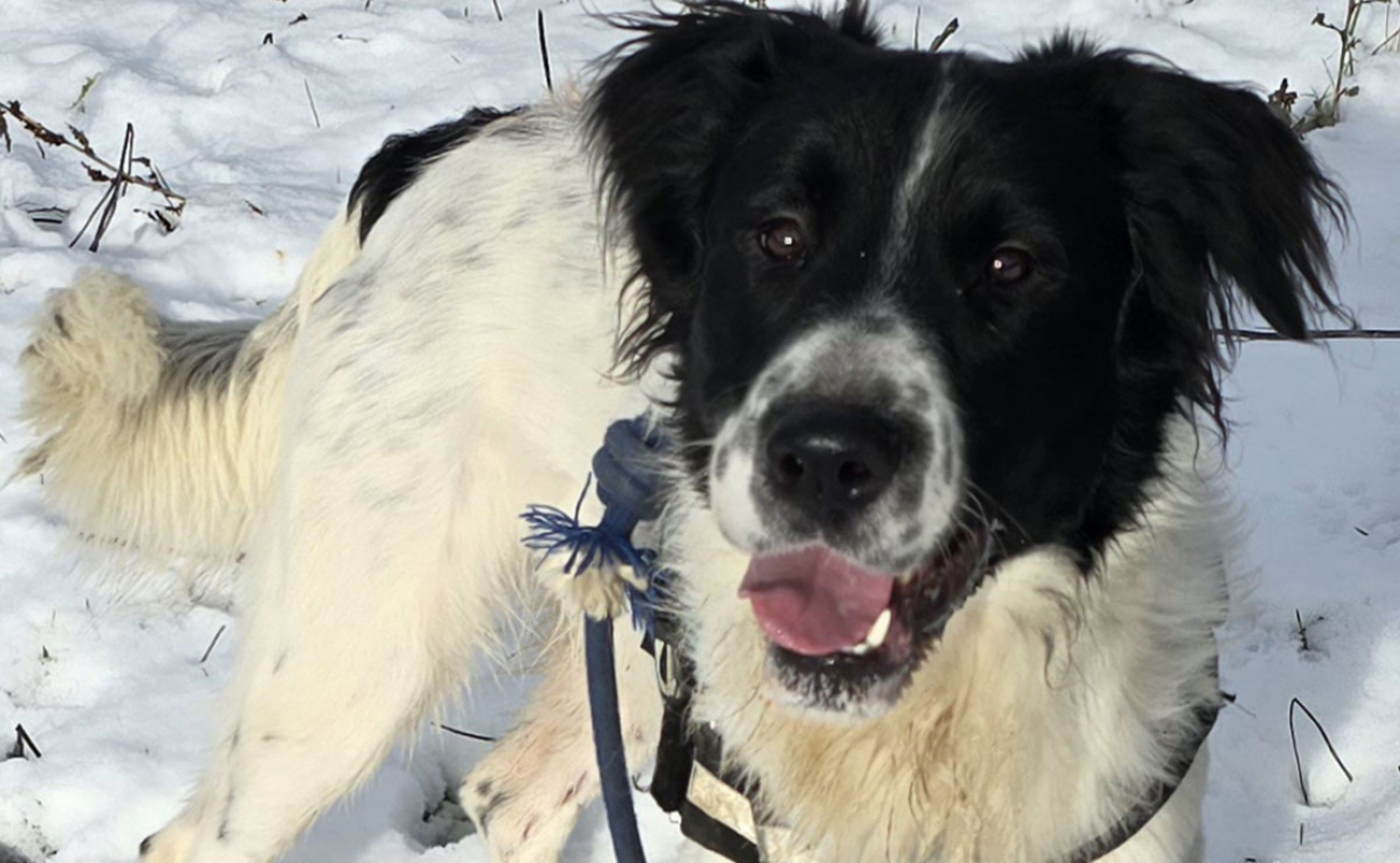 Photo #3 de Cailloux