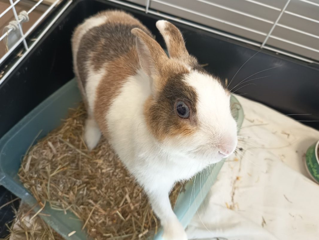 Blue - Rongeur Lapin à adopter