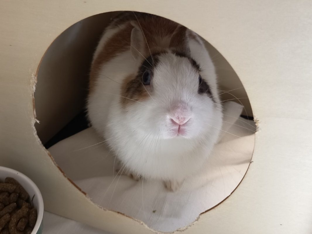 Blue - Rongeur Lapin à adopter - photo 2