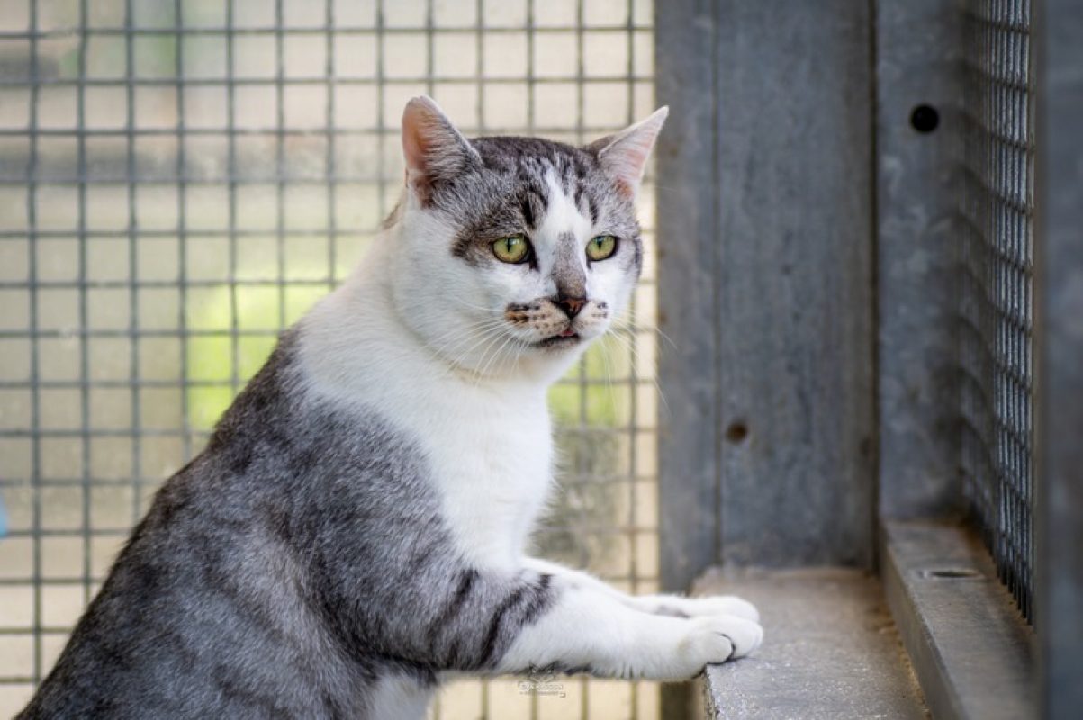 Eastwood - Chat Européen à adopter