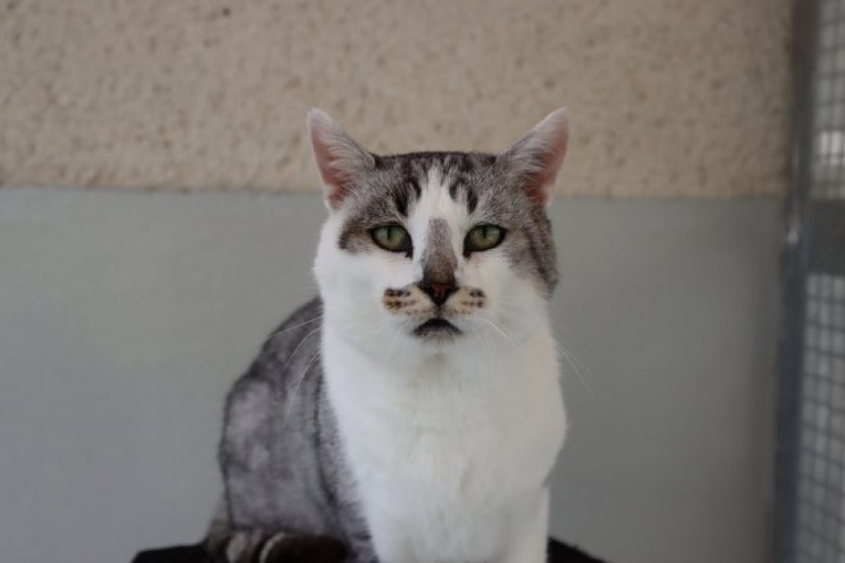 Eastwood - Chat Européen à adopter - photo 2