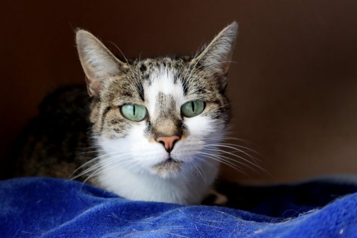 Louna - Chat Européen à adopter