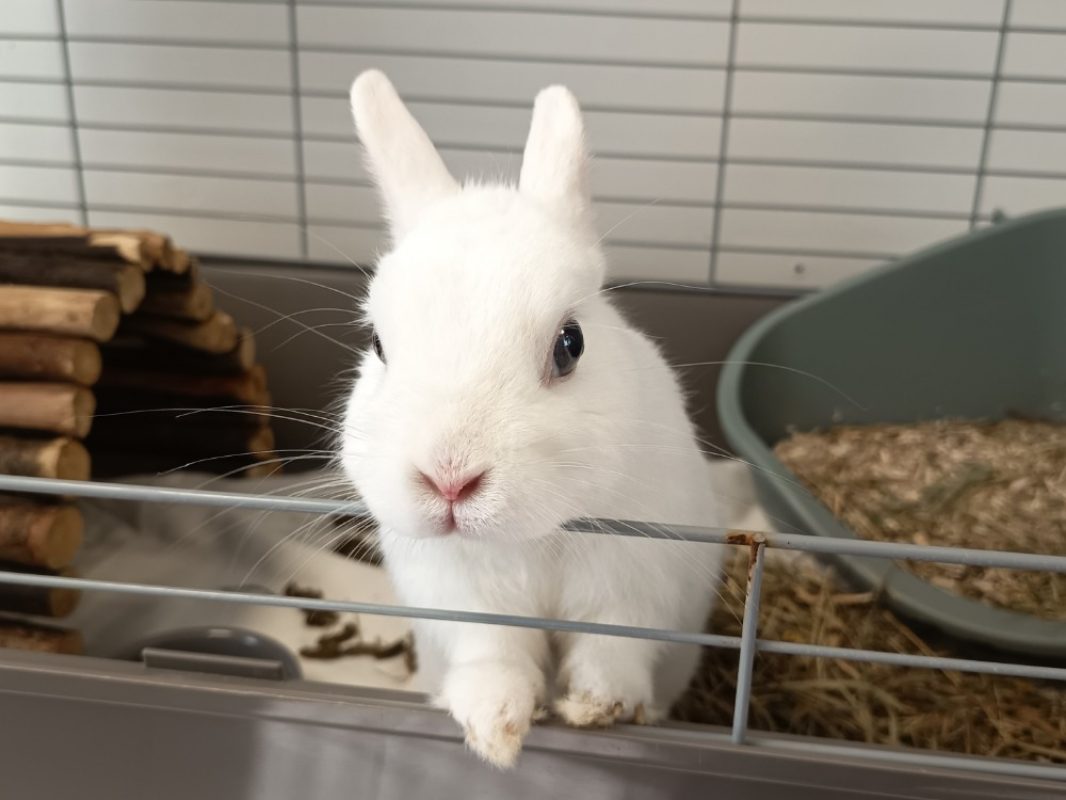 Azur - Rongeur Lapin à adopter