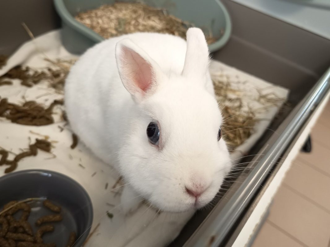 Azur - Rongeur Lapin à adopter - photo 2