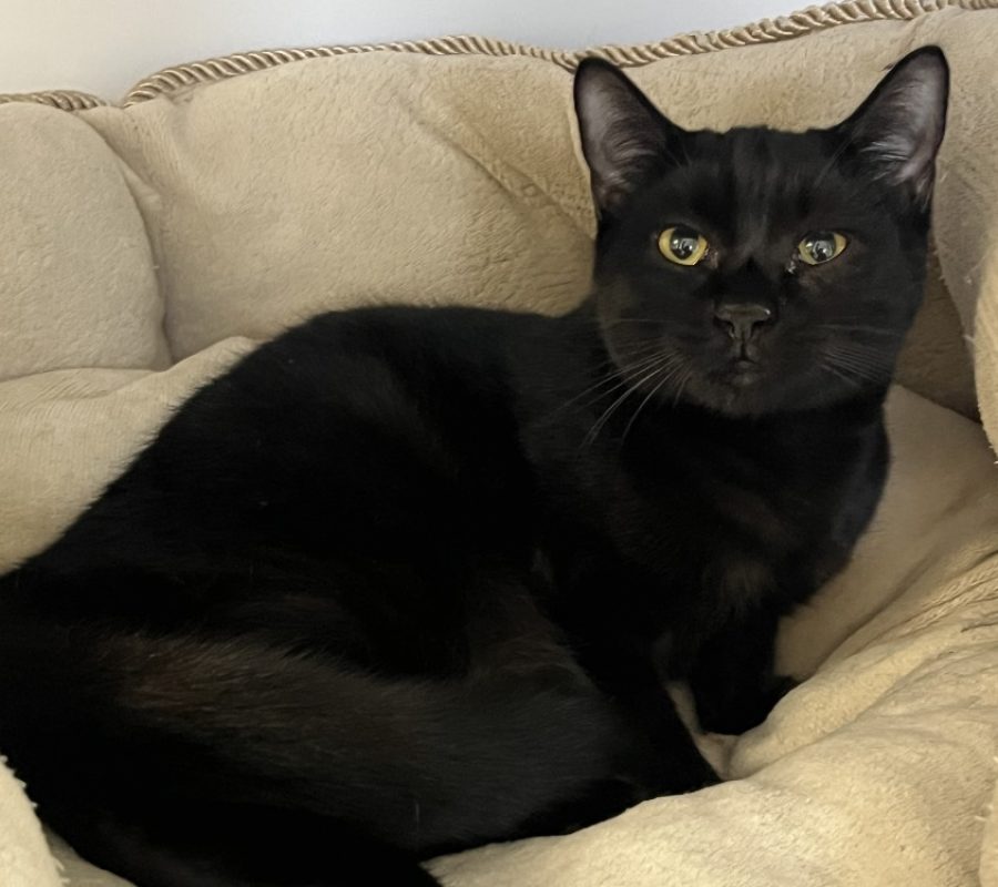 Octavia - Chat Européen à adopter