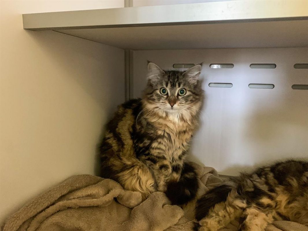 Lionne - Chat Européen à adopter