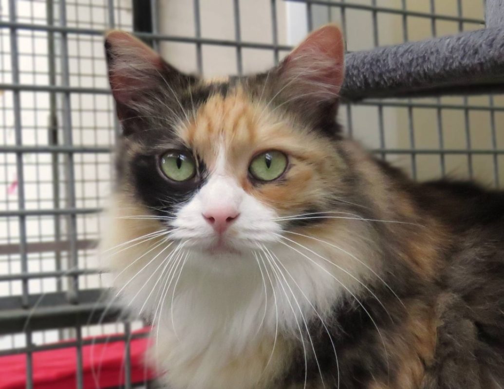 Metis - Chat Européen à adopter