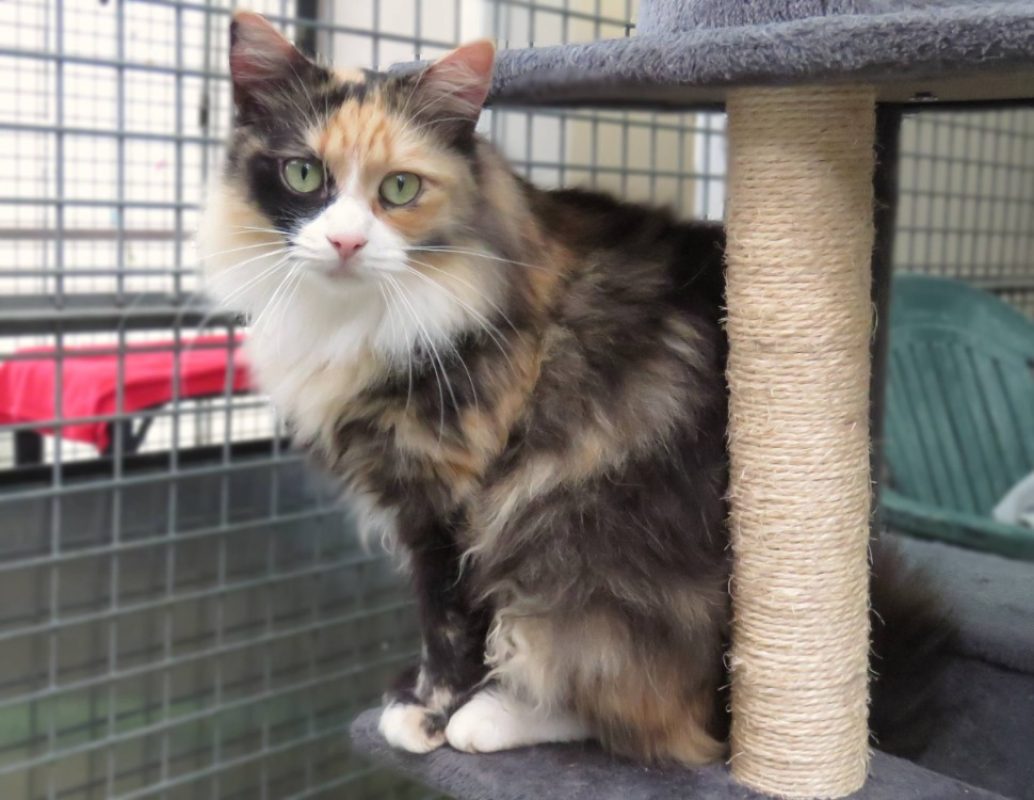 Metis - Chat Européen à adopter - photo 2