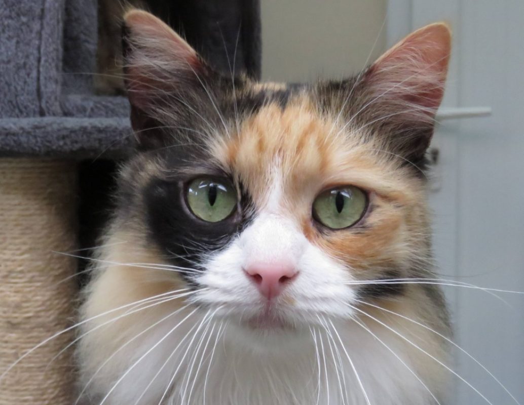 Metis - Chat Européen à adopter - photo 3