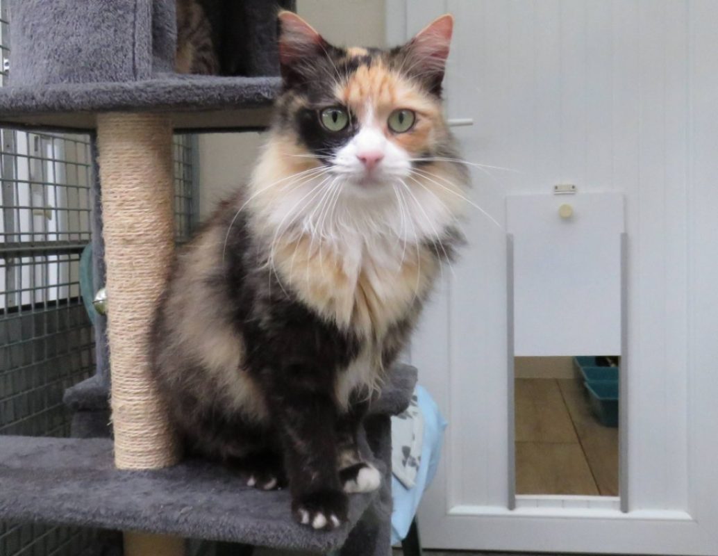 Metis - Chat Européen à adopter - photo 4
