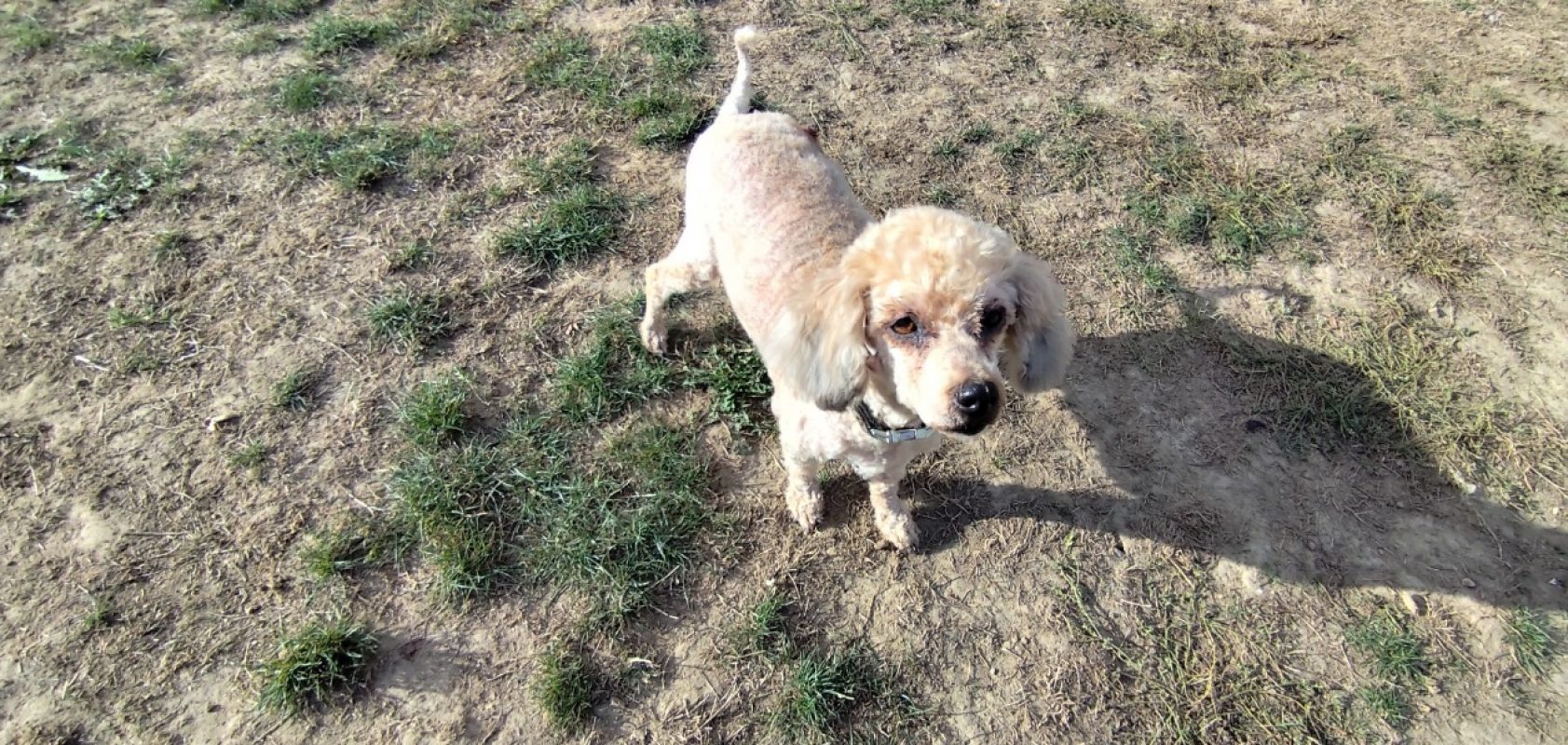 Regina dit margarita - Chien à adopter