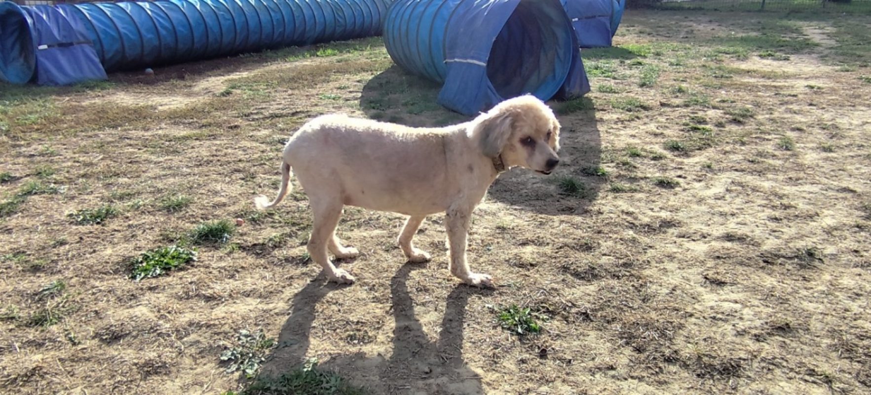 Regina dit margarita - Chien à adopter - photo 2