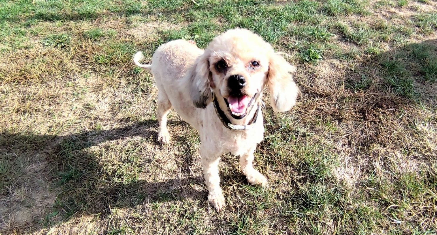 Regina dit margarita - Chien à adopter - photo 3