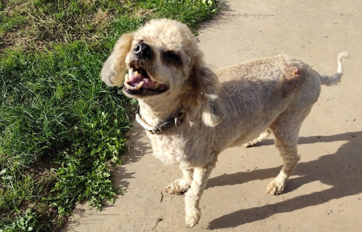 Regina dit margarita - Chien à adopter - photo 4
